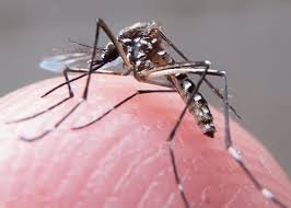 Em menos de dois meses, Região tem 49% a mais de casos de dengue do que 2023 inteiro