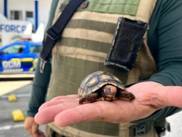 Número de animais resgatados pela Guarda Ambiental de Itaquá cresce 40%