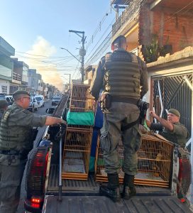 GCM apreende 12 pássaros silvestres em cativeiro ilegal no Jardim Presidente Dutra