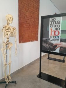 Exposição “Do Macaco ao Homem” chega a Arujá em parceria com o Museu Catavento