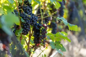 Rotas do Vinho de SP Crescem: 87 Experiências em Vinícolas Impulsionam Turismo e Economia Regional