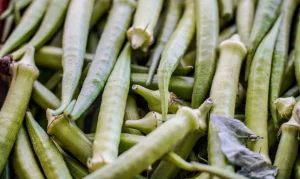 Garantia-Safra Abril 2025: Agricultores Familiares de 10 Estados Receberão R$ 1.200 em Parcela Única – Veja Lista Completa!