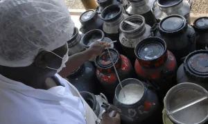 Governo libera linha de crédito emergencial do Pronaf para cooperativas de leite em dificuldade financeira