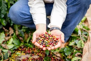Rota do Café Paulista: Como o Grão Transforma Serras e Vales em Turismo e Gera Riqueza para o Estado