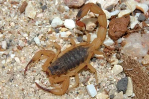 Alerta de Saúde SP: Treinamento Intensivo Sobre Acidentes com Escorpião Visa Reduzir Mortes e Agravos