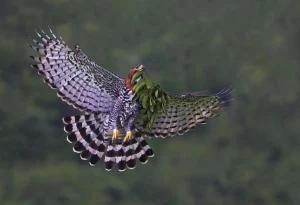 São Paulo Revela Guia Inédito de Roteiros para Observar Vida Silvestre e Impulsionar Ecoturismo