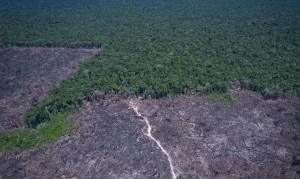 COP: Países buscam acelerar combate a combustíveis fósseis e desmatamento com novo plano global