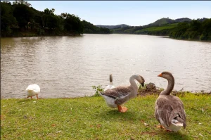 Circuito das Águas Paulista: Descubra Trilhas Secretas para Observação de Pássaros e Viva o “Birdwatching” no Interior de SP