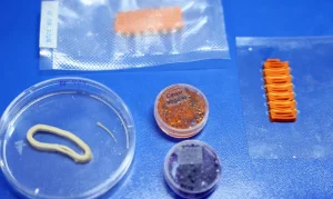 Embrapa Cria Salmão, Caviar e Lula Veganos em Laboratório com Impressora 3D: O Futuro da Alimentação Chegou?