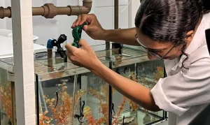 Projeto Revela o Mundo Subaquático: Conheça o Habitat dos Cavalos-Marinhos em Evento Gratuito no Rio de Janeiro