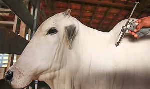 China Libera Carne Brasileira: Brasil é Reconhecido Livre da Febre Aftosa, Abrindo Mercado Milionário