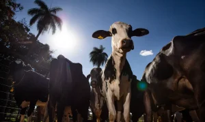 União Europeia Oficializa Veto à Carne Brasileira a Partir de Setembro, Impactando Exportações e Gerando Debate Sanitário