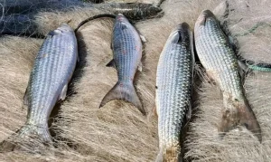 Alerta Geral: Pesca de Tainha em Arraso de Praia Suspensa no Brasil Após Atingir 90% da Cota para 2026