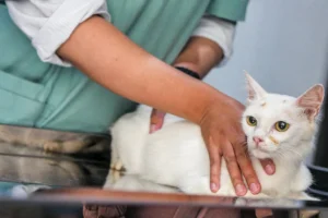 Pet Picado por Animal Peçonhento: Saiba os Sintomas e o Que Fazer Imediatamente para Salvar Seu Bichinho