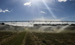 MP de Renegociação de Dívidas Rurais: Governo Cria Fundo e Impõe Punições Severas Contra Fraudes em Créditos Agrícolas