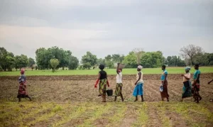 Grande Muralha Verde: 1,66 Milhão de Hectares Restaurados na África Impulsionam Luta Contra Desertificação e Mudanças Climáticas