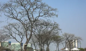 Alerta de Baixa Umidade Atinge 10 Estados e DF: Risco de Perigo para a Saúde e Incêndios Florestais
