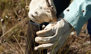 Redescobrindo Tesouros: Plantas Raras Consideradas Extintas Há Mais de 30 Anos São Encontradas em Minas Gerais