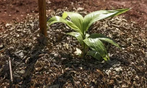 Embrapa Revela Propostas Essenciais de Agricultura Sustentável para Candidatos Eleitorais: O Futuro do Agro Brasileiro em Debate