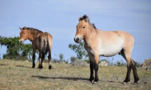 Takhi: O Cavalo Selvagem Que Renasceu na Mongólia e Virou Símbolo de Esperança