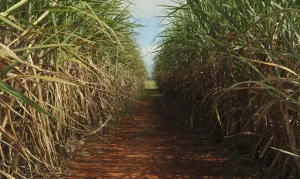 Conselho Monetário Nacional eleva para 3% remuneração em leilão do Eco Invest Brasil, impulsionando finanças verdes