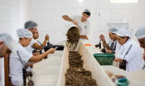 Oportunidade de Ouro: Última Chamada para Incluir Seus Produtos Sustentáveis do Mercosul no Mercado Europeu