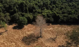 Brasil é Cobrado a Cumprir Metas de Restauração de Terras Degradadas Após COP17; Caatinga Ganha Destaque