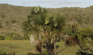Eleições 2024: Candidatos são convocados a firmar compromisso com a proteção do Cerrado e seus povos na campanha #VotePeloCerrado