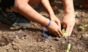 Agroecologia em Foco: Entidades Buscam Apoio de Candidatos em SP para Agricultura Sustentável e Livre de Agrotóxicos