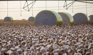 Sorriso Perde o Pódio do Agro: Entenda a Mudança no Mapa que Tirou a Cidade do Topo da Produção Agrícola Brasileira