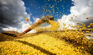 Produção Agrícola Brasileira Dispara em 2025: Soja Lidera Alta e Valor Ultrapassa R$ 927 Bilhões