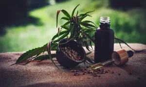 Associações de Cannabis no Brasil Enfrentam Incertezas: Cultivo, Controle e Agricultura Familiar em Aberto