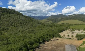 Mata Atlântica: Agricultura Expande 11 Milhões de Hectares Enquanto Vegetação Nativa Diminui em 41 Anos
