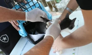 Alerta no Rio: Cão com Raiva em Santa Cruz Levanta Preocupação Pós-Contato com Morcego, Tutores São Orientados