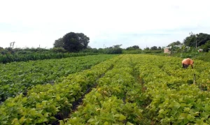 Crédito Extraordinário de R$ 64,3 Milhões Destinado à Segurança Alimentar e Povos Indígenas no Brasil