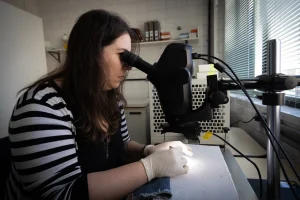 Arboviroses em SP: Rede Sentinela com 73 Unidades Monitora Dengue, Zika e Mais para Evitar Epidemias