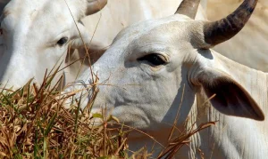 Carne Bovina Brasileira Enfrenta Tarifa de 67% na China Após Esgotamento de Cota Anual, Preocupando Setor