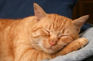 Gatos com Vômito e Diarreia Crônica: Dieta Específica Melhora Sintomas, Mas Não pela Digestibilidade, Revela Estudo da USP