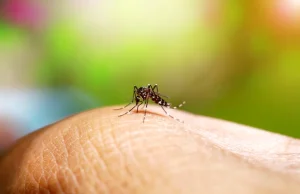 El Niño Traz Chuvas e Alerta: São Paulo Orienta População Sobre Prevenção e Sinais de Arboviroses como Dengue e Chikungunya