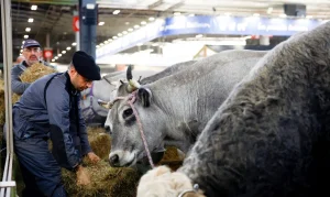 França Alerta: Primeiro Humano Infectado pelo Vírus Shamonda, Que Afeta Animais, Morre; Entenda o Risco e o Que se Sabe