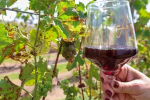 Dia do Enólogo: São Paulo lidera consumo de vinho no Brasil com 26% e encanta com rotas enoturísticas