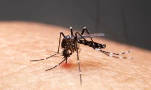 Mudanças Climáticas Disparam Doenças Infecciosas no Brasil: Dengue, Oropouche e Fungos Perigosos em Ascensão