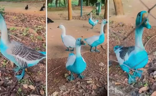1747342701_gansos_azuis_e_encontra_peixes_mortos_apos_derramamento_de_corante_em_corrego_de_jundiai.jpg